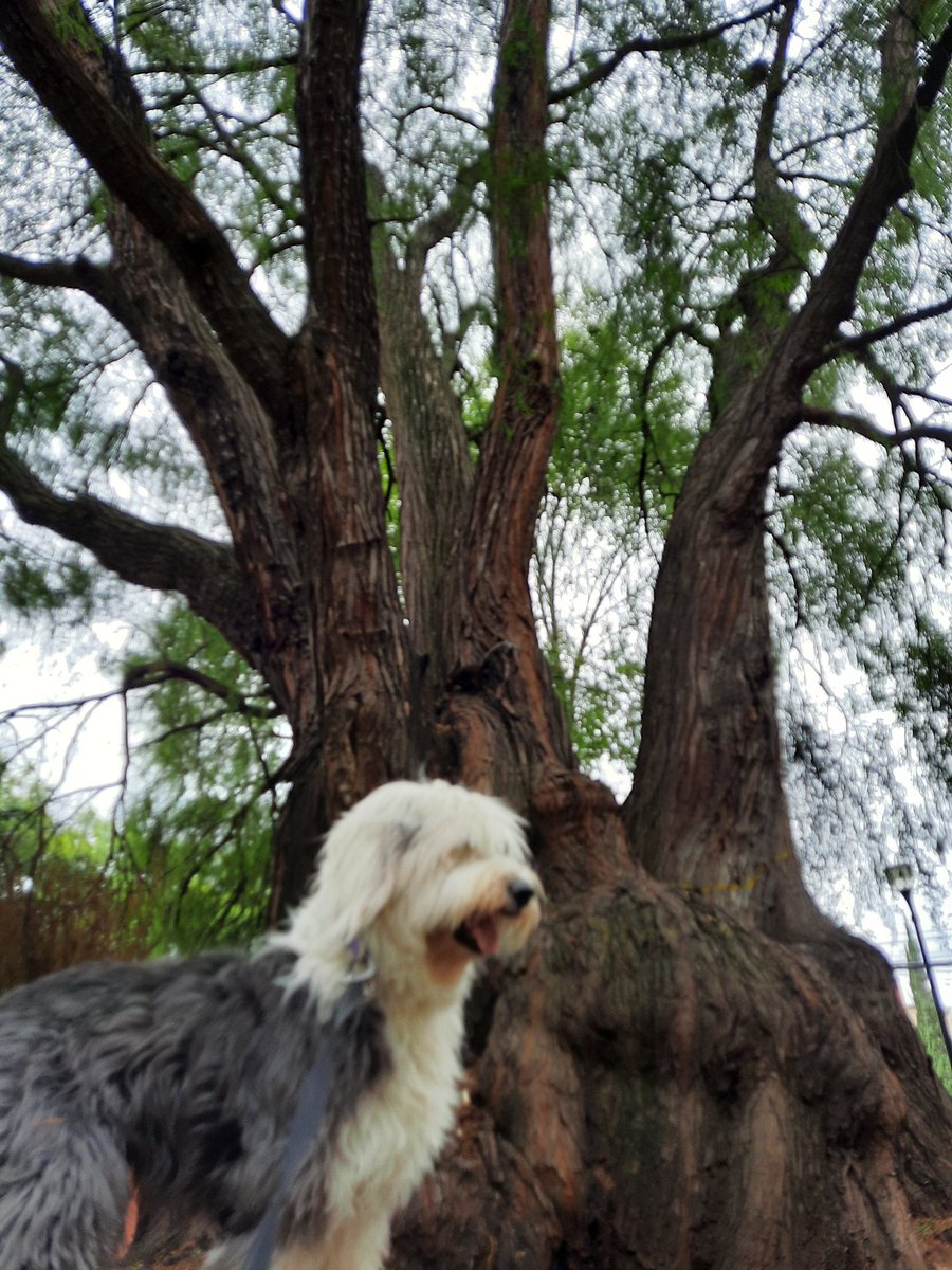 alerreme's tweet photo. Naila no quiere que construyan en su parque favorito un banco #ParqueXicontencatl #ParqueSiBancoNo #parquexicotencatl https://t.co/cZcfe03iq1