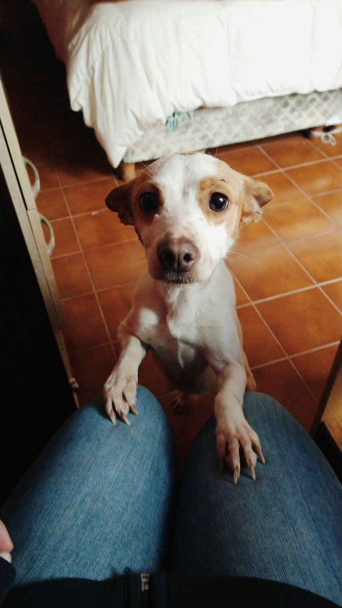 LuleeFlores's tweet photo. Está peque busca un hogar o a posibles dueños‼️ Es hembra, raza chica, le gusta estar adentro y hace sus necesidades afuera 👑, es súper buena y mimosa. El lunes la van a atender para controlar que esté todo ok y después la vamos a castrar. Porfis difundan, es alta compañera 🥺🐾 https://t.co/1cDlOxmu84