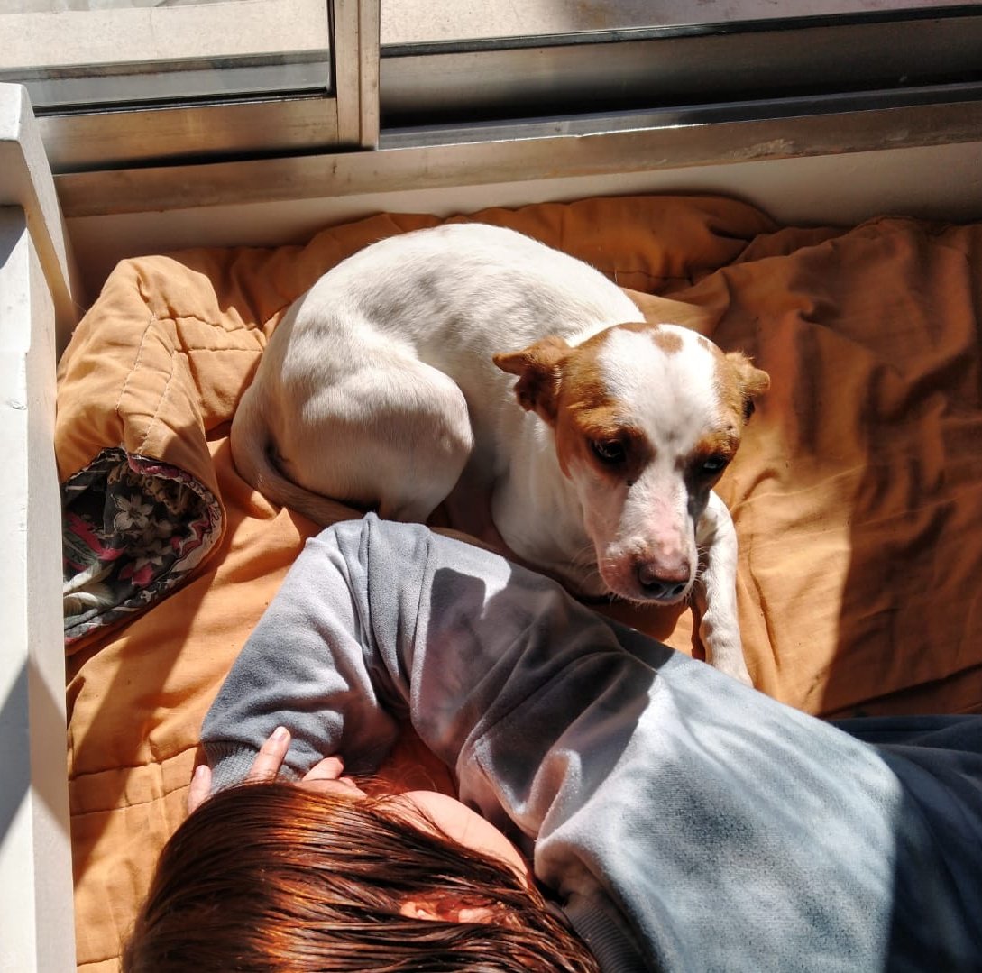 LuleeFlores's tweet photo. Está peque busca un hogar o a posibles dueños‼️ Es hembra, raza chica, le gusta estar adentro y hace sus necesidades afuera 👑, es súper buena y mimosa. El lunes la van a atender para controlar que esté todo ok y después la vamos a castrar. Porfis difundan, es alta compañera 🥺🐾 https://t.co/1cDlOxmu84