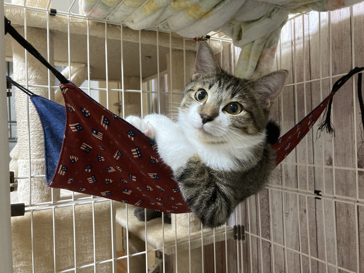 #猫がいる暮らし 
 #猫のいる暮らし 
 #猫写真  
 #猫好きさんと繫がりたい 
俺様になんのようだ（笑）