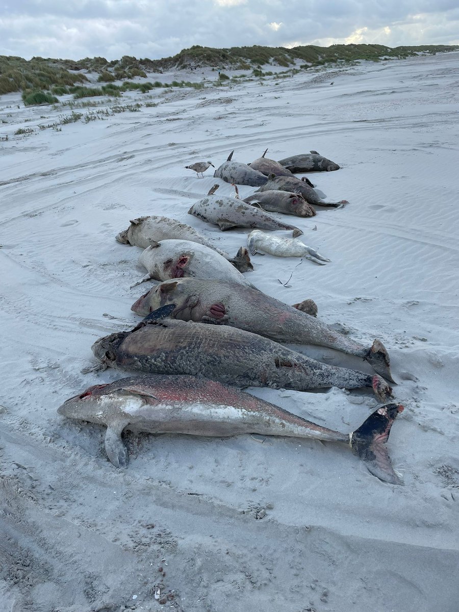 Sinds afgelopen donderdag wordt SOS Dolfijn overspoeld met meldingen over gestrande dode bruinvissen op de Waddeneilanden. De aantallen lopen inmiddels ver in de tientallen. sosdolfijn.nl/nieuws/archief…