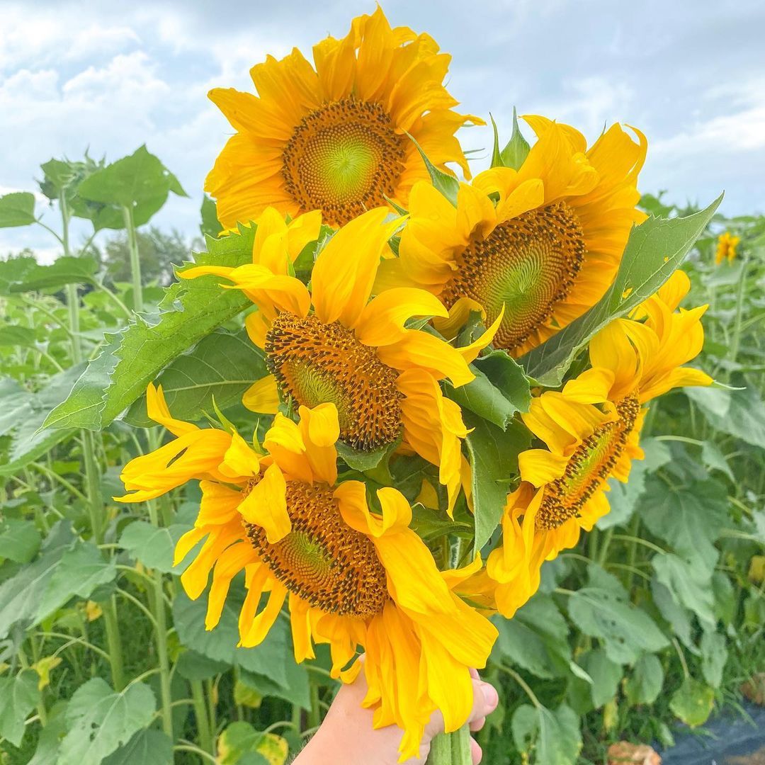 There's just something special about a bouquet of sunflowers. 🌻✨
📷: Instagram/brandt_acres
#AtwoodsRanchAndHome #HarvestHappiness #BloomingJoy #FlowerFarmer #Flowers #FarmLife #GardenLife #Sunflowers #Sunrise #SunflowerField #Summer #Garden #Sunshine #Farm #Autumn #Happiness