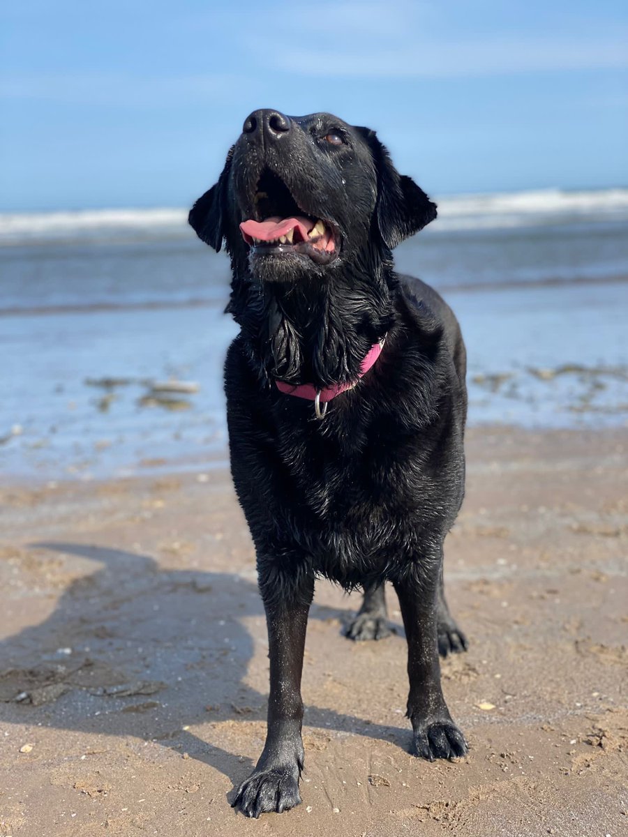 GuideDogRowena tweet picture