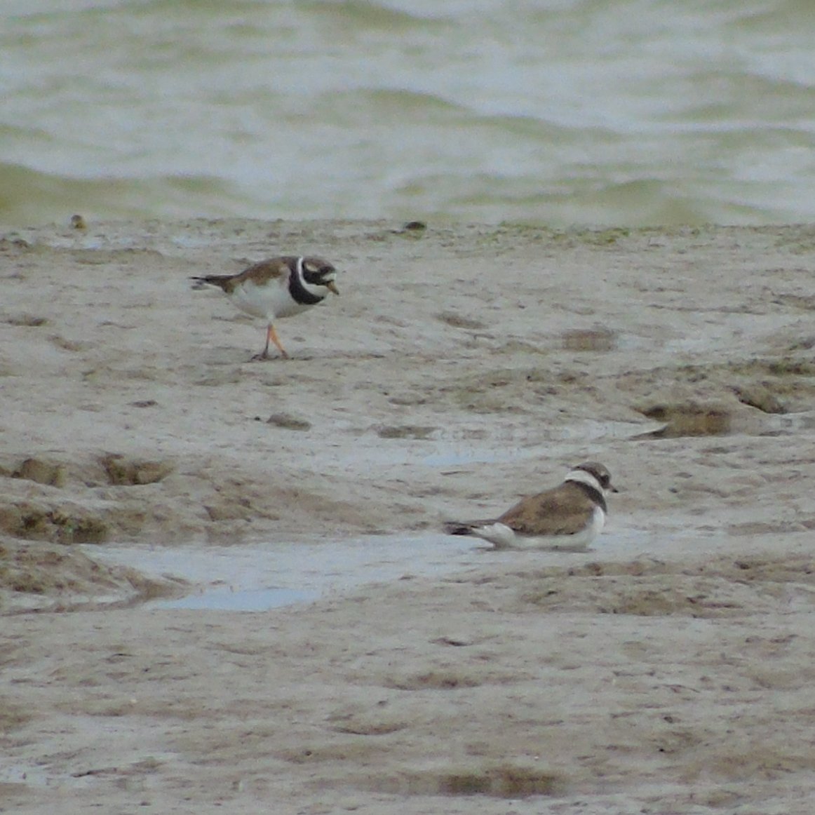 OareMarshes's tweet photo. Lots of #RingedPlover #Dunlin #BWits #Avocet #Redshank +#GCGrebe, a diving 'duck' off the 'coote'? and more from seawall (E) #OareMarshes today (PM).
A pleasant day....good to see the RPs. https://t.co/MccSdhoOvy