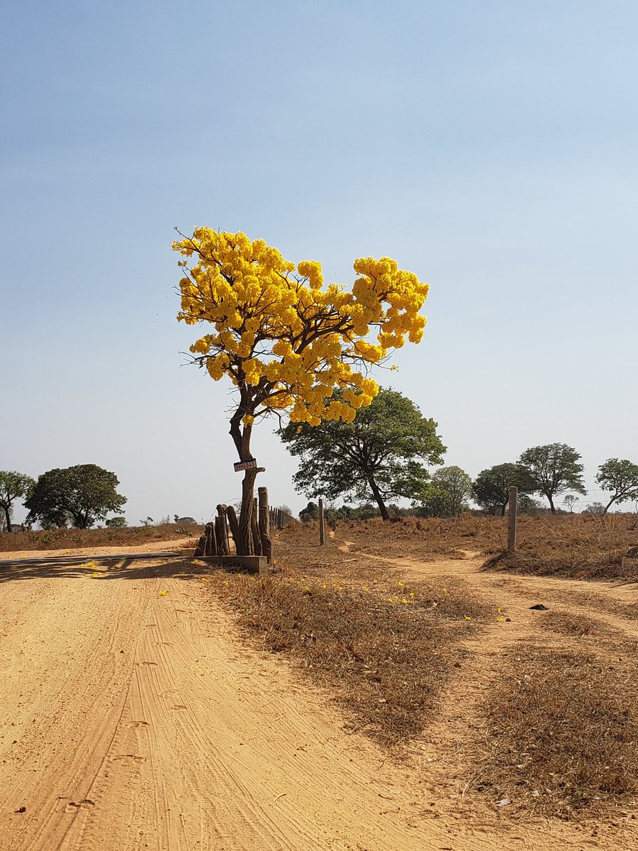 Fausto Lopes (@faustohcamargo) on Twitter photo 