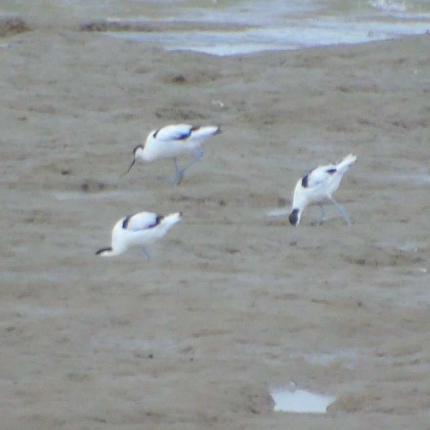 OareMarshes's tweet photo. Lots of #RingedPlover #Dunlin #BWits #Avocet #Redshank +#GCGrebe, a diving 'duck' off the 'coote'? and more from seawall (E) #OareMarshes today (PM).
A pleasant day....good to see the RPs. https://t.co/MccSdhoOvy