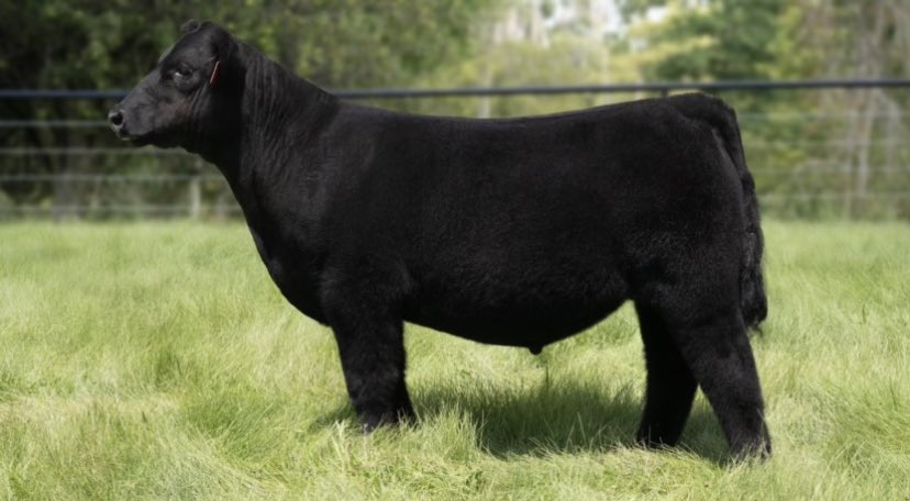 💥Fat Steer Delux💥 this guy is one of many that is getting us pumped around here. Come check him and his buddies out. 

SELLS SEPTEMBER 6 @ SC online sales 

HIA x I-80