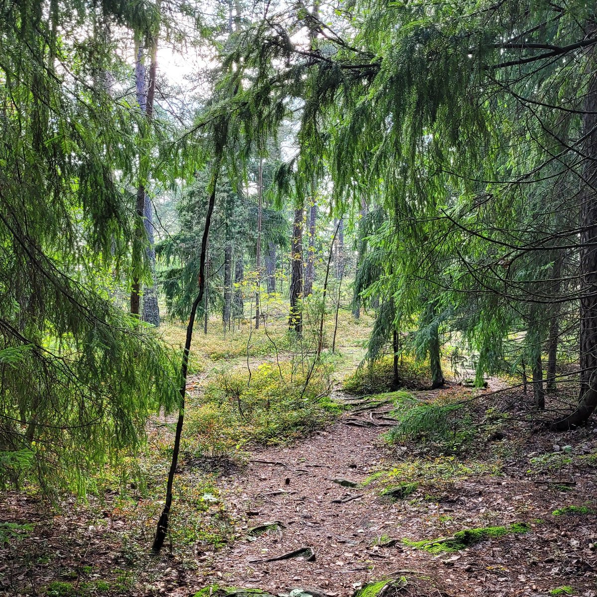 Metsä, uudet ajatukset ja innostus! Pieni pala Johtajatulia tavoitti minutkin vaikka Evolle en tällä kertaa päässyt mukaan. Striimi toimi omassa kannonnokassa lähimetsässä!

Kiitos kaikille tapahtumaa tehneille tästä etäelämyksestä!

#johtajatulet
#partioscout