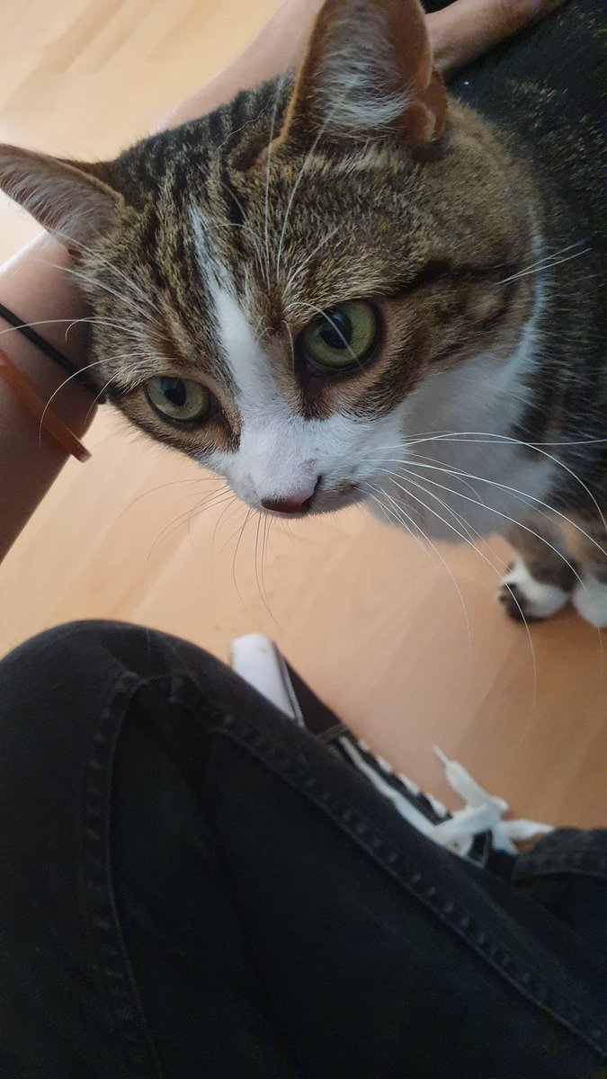 KikitheOat's tweet image. She kinda looks like a french mouse ngl