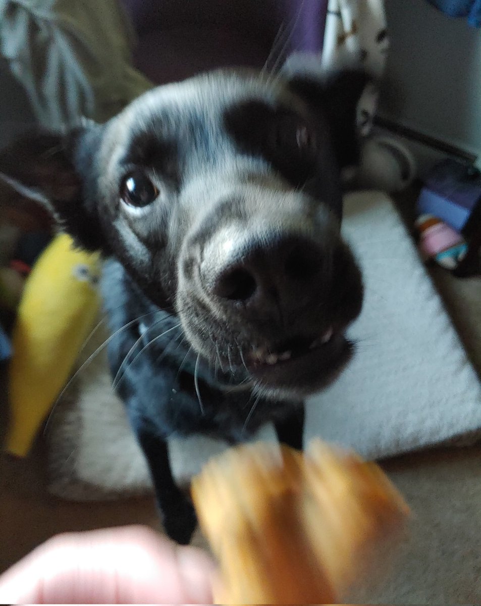 CatAddams's tweet photo. Baking with Vader. One happy pup. Thank you, @NordicWare 
#JeffVader #nordicware #dogsoftwitter #homemade #dogtreats https://t.co/moGmi0tElY