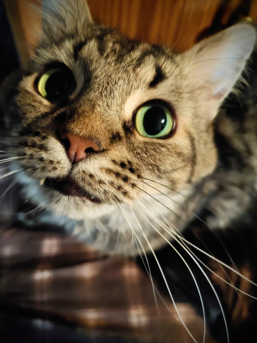 CatAddams's tweet photo. Happy Caturday, @thechrisbarron
This is the face of someone who owes my $11. He knows what he did.
#FlokiTheCat #Caturday https://t.co/THrC4dhzoM