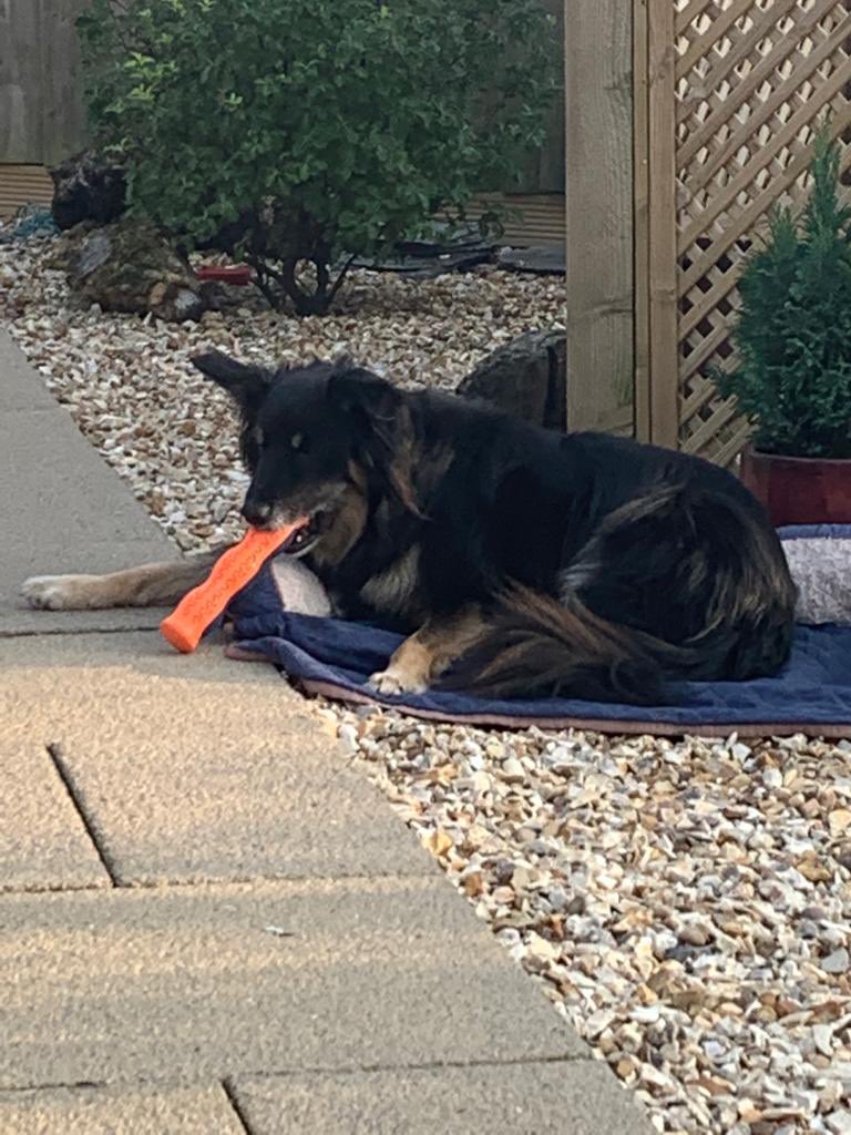 mistyneedy's tweet photo. Well I made it 4 today sorry it’s been a while dads been busy @NWDogRescue @Nightowl400 @BCTGB @brodiethedog @GarethRhys2 @cul_de_sac_Mai https://t.co/DmzSRaBhYC