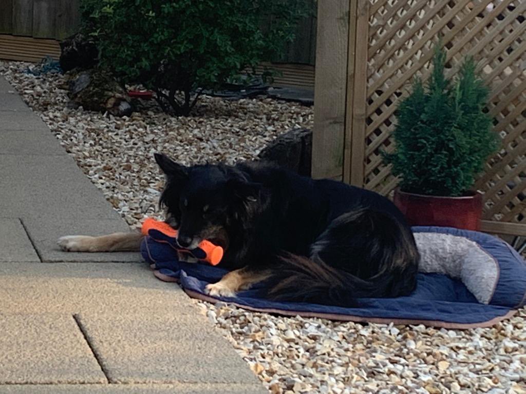 mistyneedy's tweet photo. Well I made it 4 today sorry it’s been a while dads been busy @NWDogRescue @Nightowl400 @BCTGB @brodiethedog @GarethRhys2 @cul_de_sac_Mai https://t.co/DmzSRaBhYC