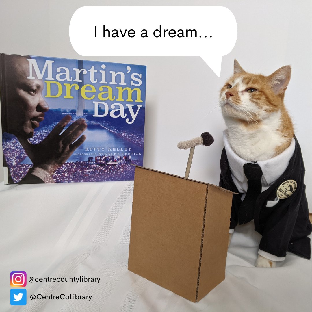 business cat meme box