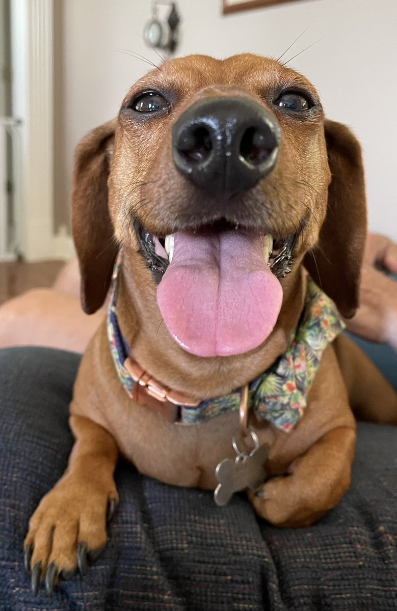 WeenieMax's tweet photo. It’s da hottest days ever. I hopes you are having da nice cool day! #dogs #dogsoftwitter #dachshund #dachshunds #pet https://t.co/9xSd1FfX2Z