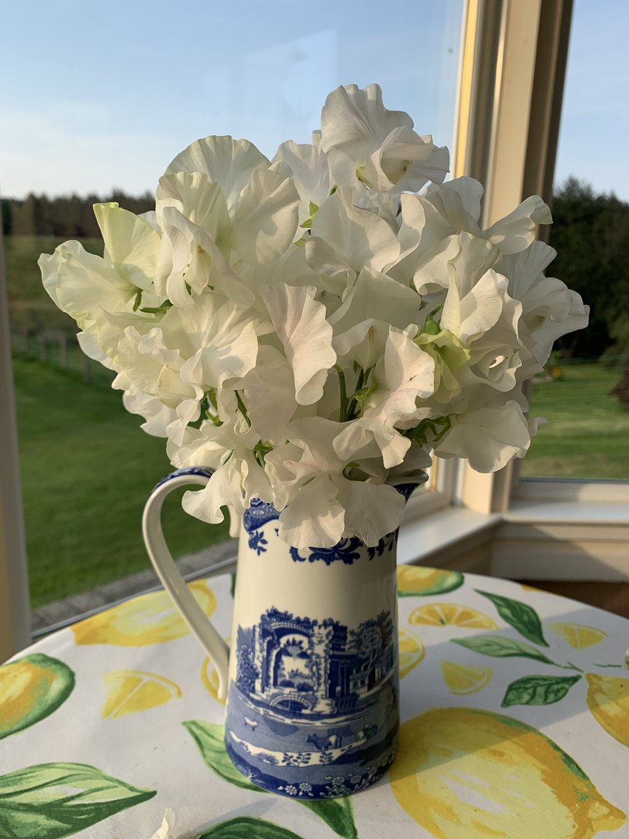 Sweet Pea “Memorial Flight”. New one for us this year. Beautiful scent.  #GardenersWorld