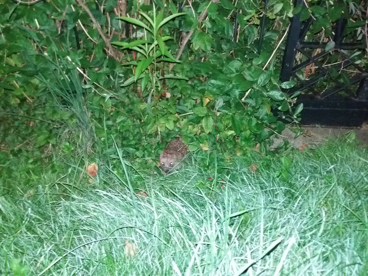 Geert_Koning's tweet photo. Elke avond een egel in de voortuin. Struiken, bladeren, wat takken helpen hem te kunnen leven; het gaat helaas  slecht met het aantal egels. Tegels eruit, met een groene tuin is ie blij mee. @regleidscherijn https://t.co/4IkNhOf0OW