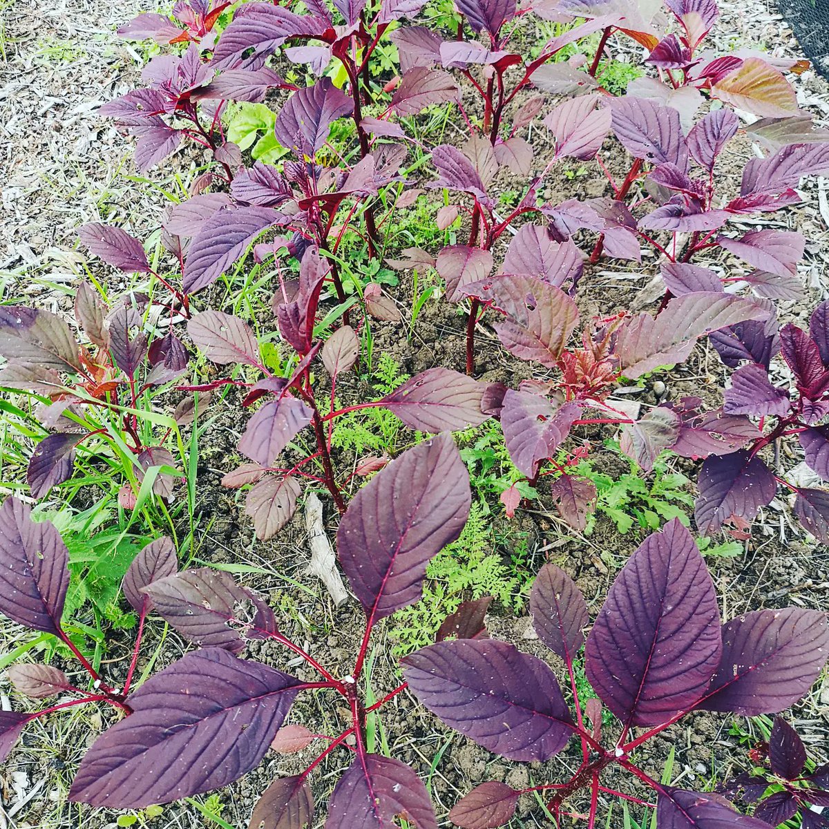 MilliganAnahita's tweet photo. Thanks @wearegrow___ @totteridgeacad for a lovely start to BH with natural tie-dye workshop, farm tour, delicious food, great music, hammocks... and the rain held off. Result! https://t.co/FuJe0cejRv