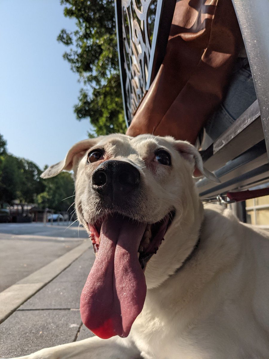 Vet appointment = scared doggy 😟. #12yearsold #healthy