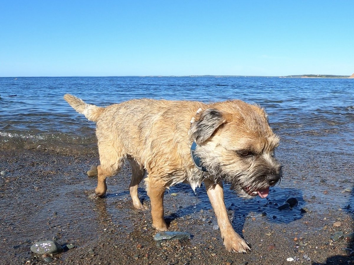 Hubble_BTerrier's tweet image. Here are a few more photos from my morning beach walk with Odie and Alfie. 😁🐾🐾🐾 #BTPosse #Hubblecam