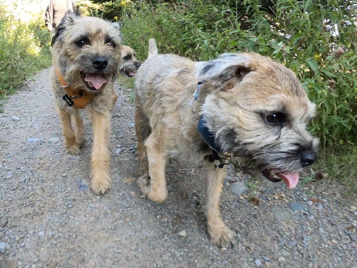Hubble_BTerrier's tweet image. Here are a few more photos from my morning beach walk with Odie and Alfie. 😁🐾🐾🐾 #BTPosse #Hubblecam
