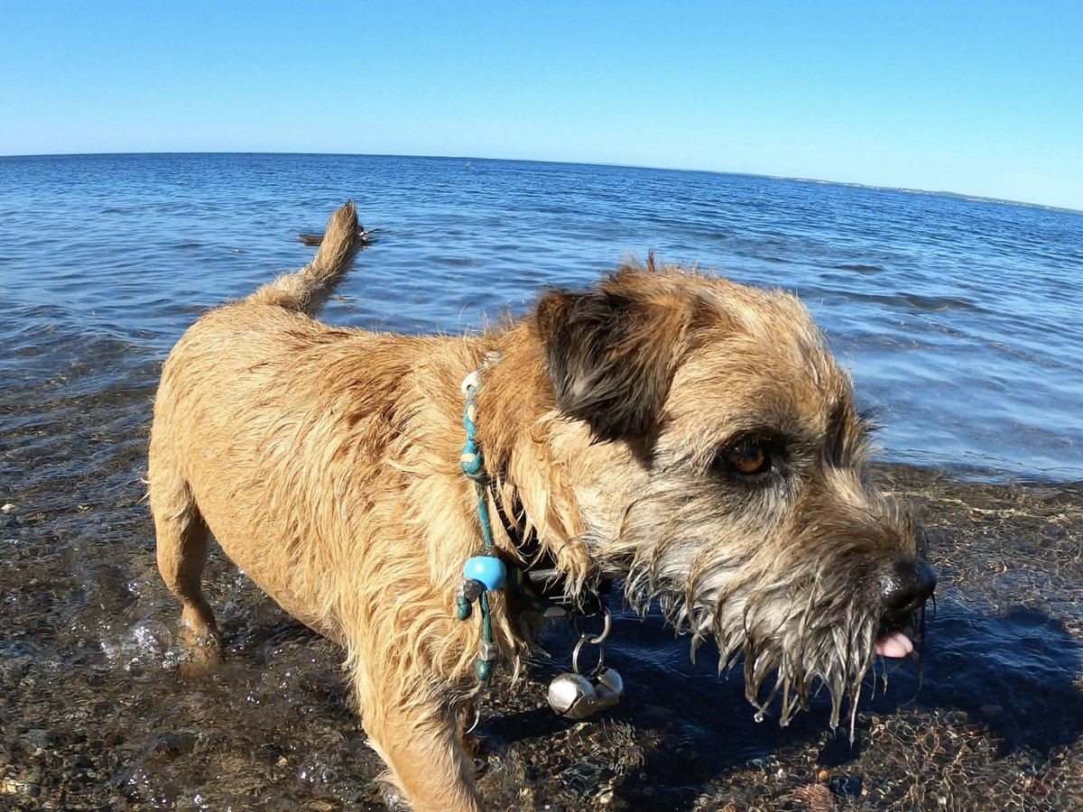 Hubble_BTerrier's tweet image. Here are a few more photos from my morning beach walk with Odie and Alfie. 😁🐾🐾🐾 #BTPosse #Hubblecam