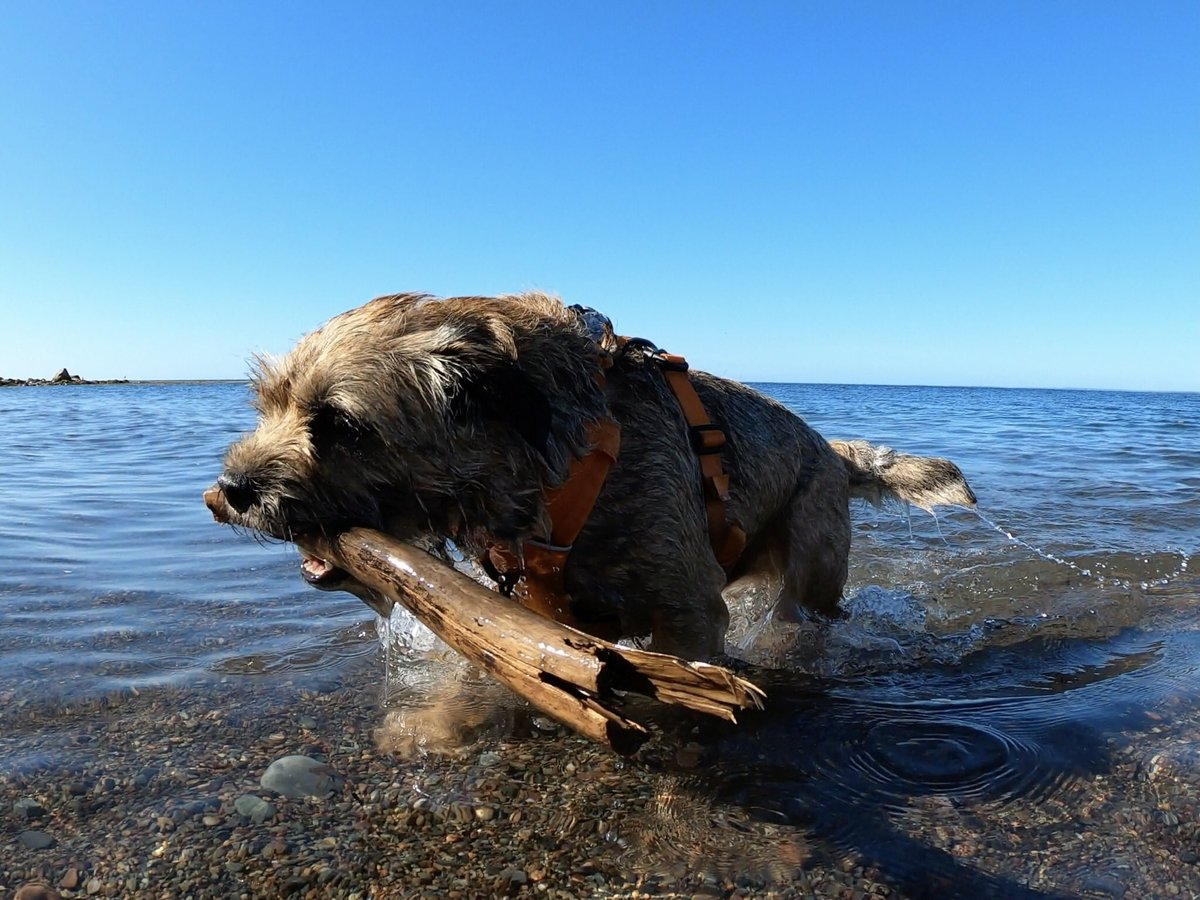 Hubble_BTerrier's tweet image. Here are a few more photos from my morning beach walk with Odie and Alfie. 😁🐾🐾🐾 #BTPosse #Hubblecam