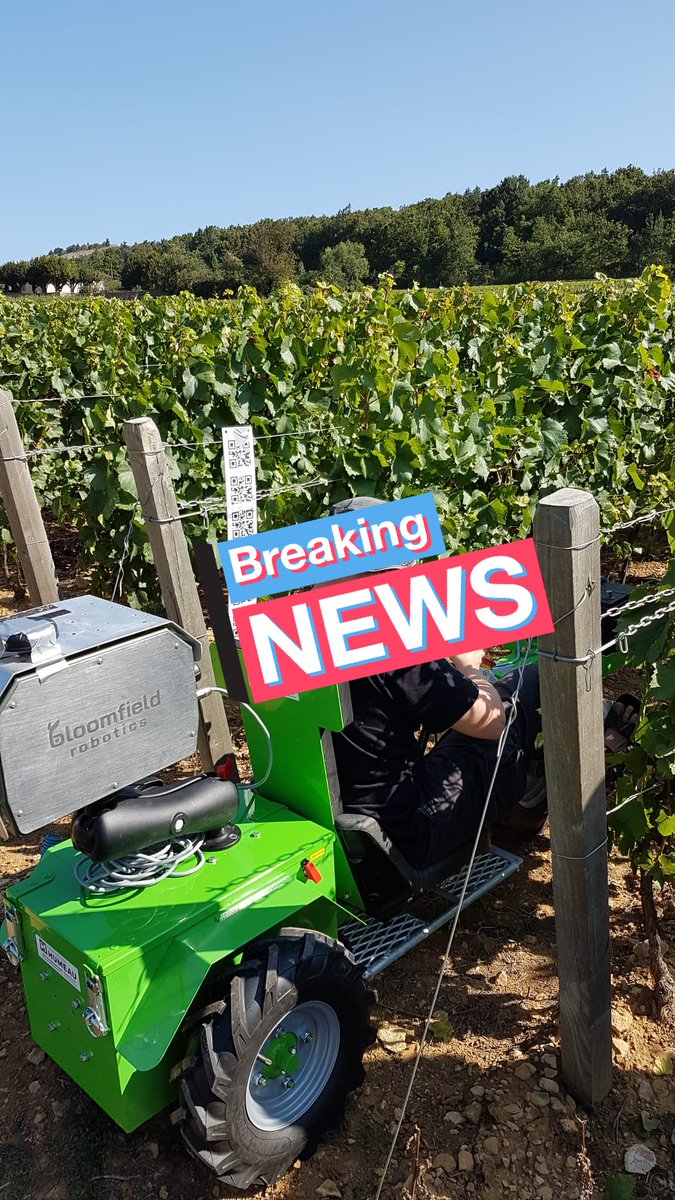 HeloiseMahe's tweet image. Un drôle d&apos;alien dans les #vignes du Mâconnais cette semaine... C&apos;était FLASH, qui s&apos;entraîne à la reconnaissance des jaunisses #phytoplasmes ! Avec #BloomfieldRobotics @VinsdeBourgogne @chambagri71 @vitilab et les #viticulteurs partenaires.