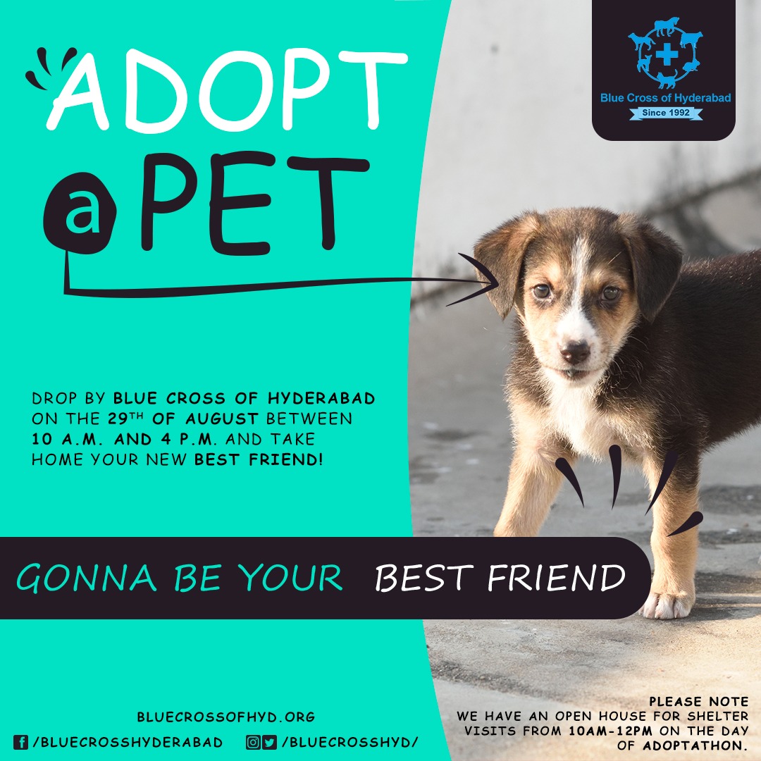 Blue Cross Hyderabad Bluecrosshyd Twitter