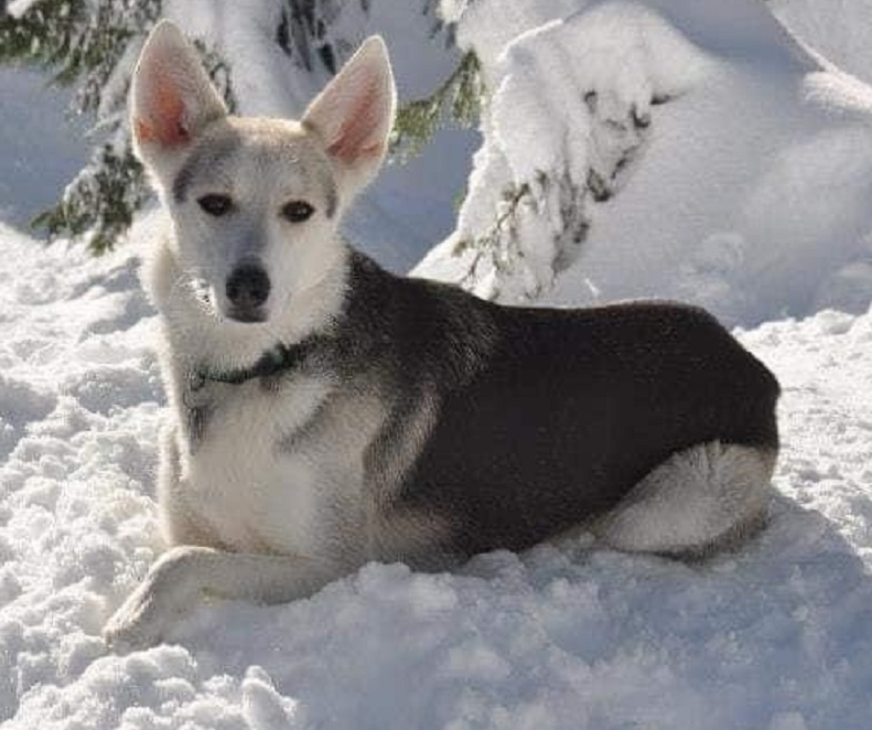 CityNews Vancouver tweet media