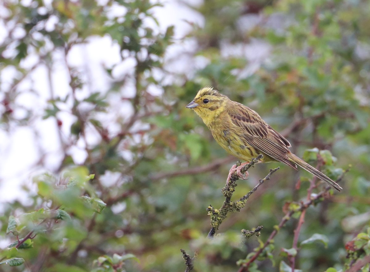 A 6 hour trudge around Bockhill in the rain this morning produce a female type Redstart, 7 Lesser Whitethroats, 5 Common Whitethroats, 6 Yellow Wagtails, 5 Willow Warblers, Chiffchaff, Blackcap and nice to see 7 Yellowhammers @bockhillbirders @KentishPlover