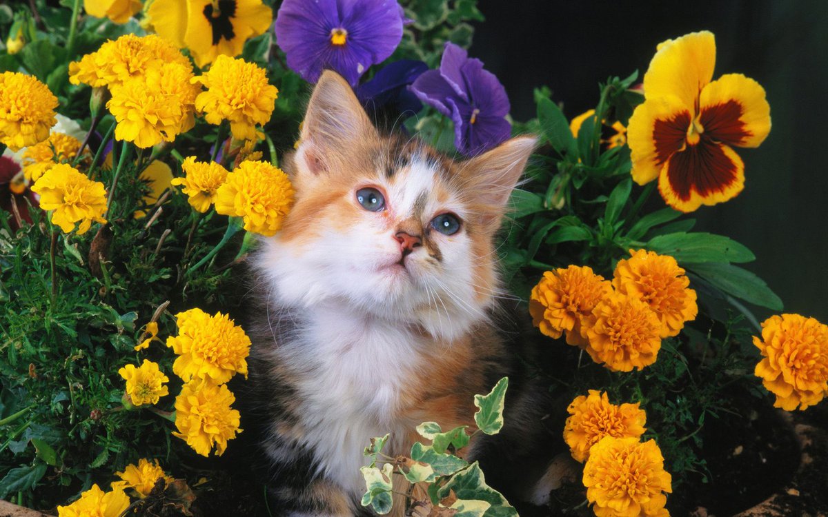 😺Caturday!😺F/RT🇺🇸
<a href="/Doot2471/">💕Doot 🙋🏼‍♀️💕</a> 
<a href="/FireBallNPizza/">FireBallPizza</a> 
<a href="/Eyevan808/">🅸🆅🅰🅽 🇺🇸</a> 
<a href="/BYLuvJedi/">B.Y. 🇺🇸</a> 
<a href="/JustMelissa81/">🇺🇸 Just Melissa 🇺🇸</a> 
<a href="/BrexitLondon/">BrexitLondon</a> 
<a href="/haveaconcern/">Farrell Ross I FOLLOW BACK</a> 
<a href="/FreedomInc5/">DVZ MΞMΞS</a> 
<a href="/Sassychickie/">🇺🇲🥓Patriotic Bacon🇺🇲🥓</a> 
<a href="/leonpui_/">Leon   Puissegur</a> 
<a href="/macachek/">Babayka🕶</a> 
<a href="/cBadAss2/">🥀ƑʉͫcͧкͭιͪηͣSexi🥀</a> 
<a href="/KellyMcCorkle/">Kelly McCorkle</a> 
<a href="/BCNYA_L8R/">Brenda C 66</a> 
<a href="/annette14410096/">annette willis</a> 
<a href="/NEWZHQ/">NEWZHQ</a> 
<a href="/MikeCompton/">✝️ 🇺🇸 Mike Compton 🇺🇸 ✝️</a> 
<a href="/Patriot3651/">Gary Walters🇺🇸🇺🇸</a> 
<a href="/luisa8195/">Lisa</a> 
❤️🐈‍⬛