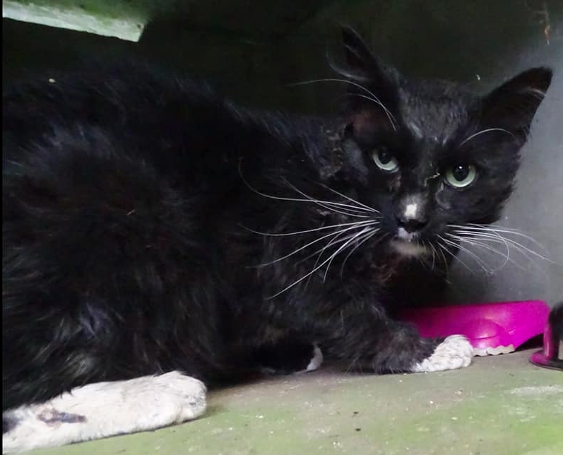 Missing Animaux 81 Al Twitter 28 08 21 Trouve E Chat Ou Chatte Noir Un Peu De Blanc A Lacrouzette Rte Du Merle Contact T Co Zq90qigqzv Tarn T Co 3lqnpt0ggp Twitter Missing Animaux 81 Al Twitter 28 08 21 Trouve E Chat Ou Chatte Noir Un Peu De Blanc A Lacrouzette Rte Du Merle Contact T Co Zq90qigqzv Tarn T Co 3lqnpt0ggp Twitter