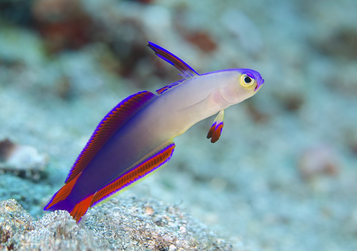 the brilliantly colored Purple Firefish. Bali, Indonesia r/oceancreatures