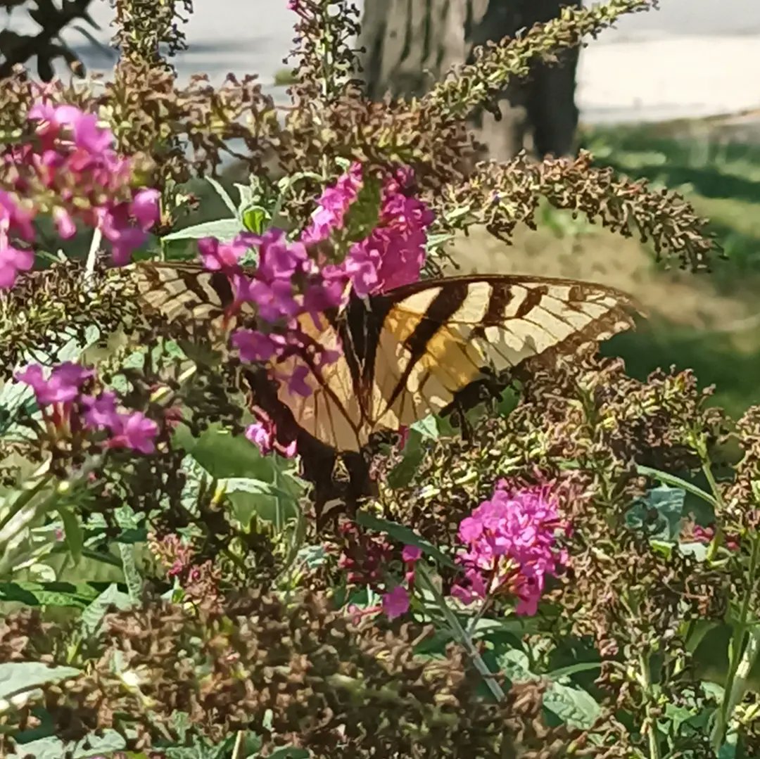 gquilts's tweet photo. My first Tiger Swallowtail in my garden 😁
.
.
#Eastertigerswallowtail #ETS #butterflygarden #tigerswallowtail #swallowtail #bbfly https://t.co/kk6WC7WUik