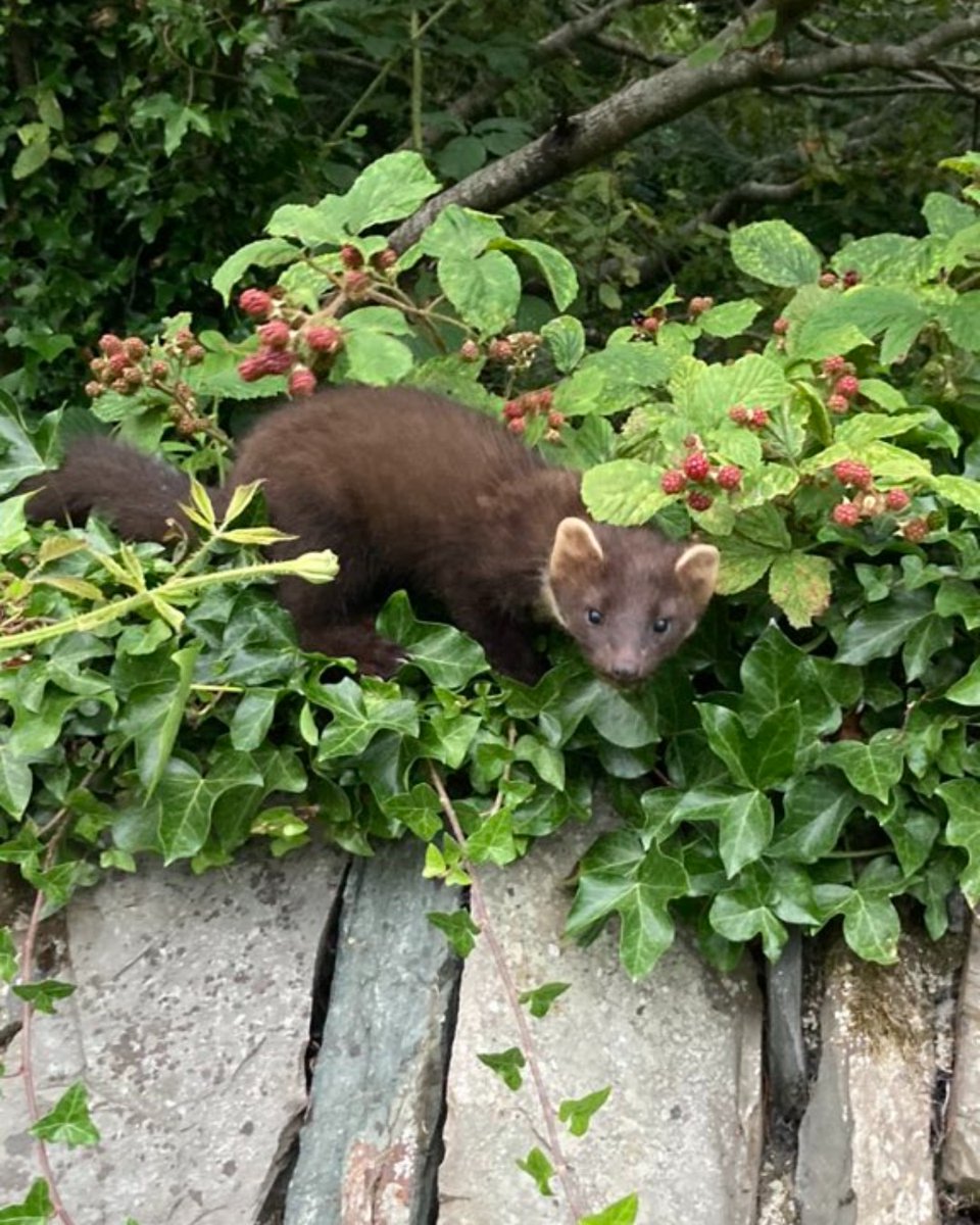 A photo of a pine marten perched on top of a stone wall, surrounded by ivy and bushes laden with ripening berries.