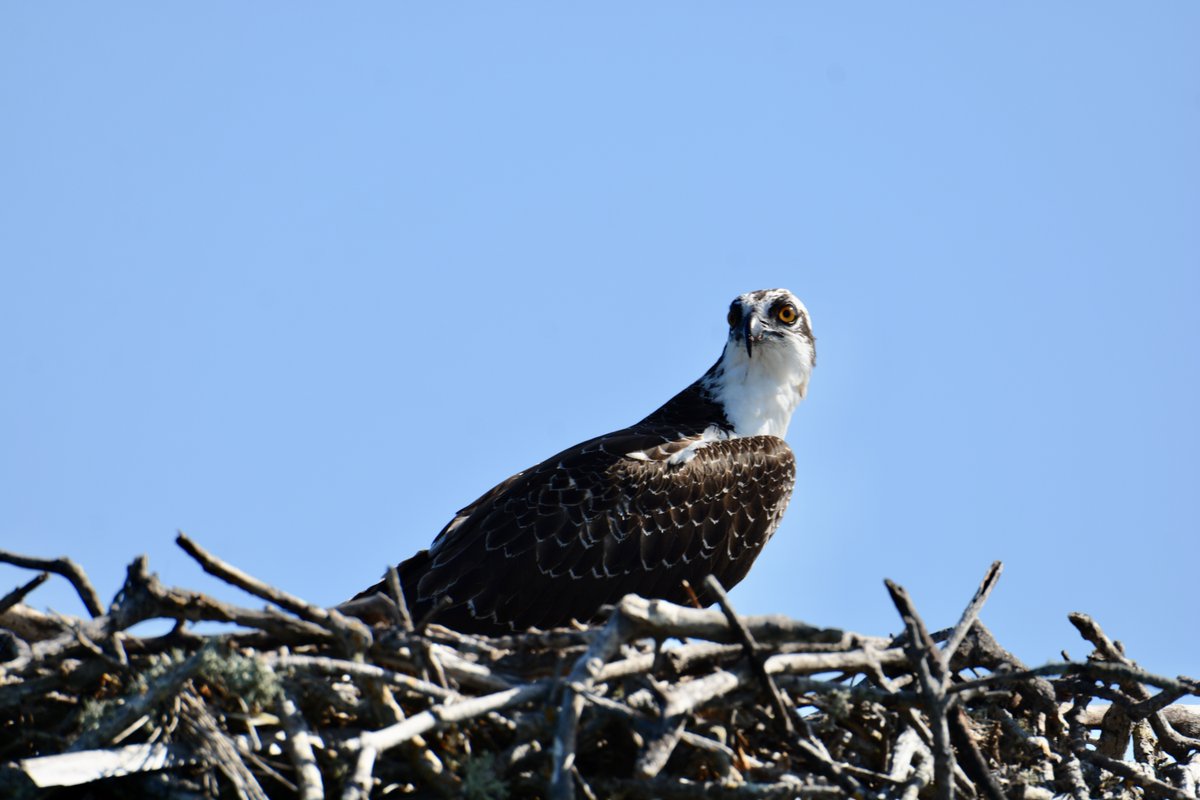 GoPureFL's tweet photo. This Osprey photographed on our Dolphin Watch and Eco/Shelling Tour has the same reaction as us  when someone tries to say that Pure Florida is not the best excursion company in Southwest Florida. #GoPureFL https://t.co/5GXfWS27gk