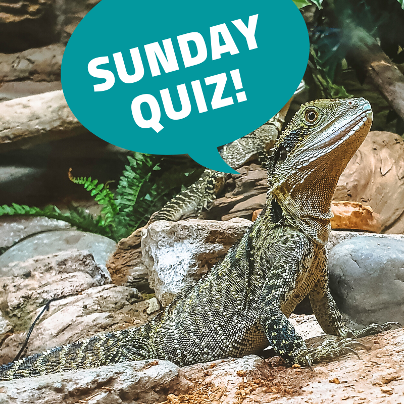 AquariumNZ's tweet photo. SUNDAY QUIZ!
This Sunday, Quizimodo is challenging you and your friends to see how much you know about the environment. Let us know how you get on!
https://t.co/ADyndPPEVr
#EducationFromUs2You #newzealand #lockdownlife #lockdown2021 #lockdowntips #stayhomestaysafe https://t.co/zg1UmAnzPT