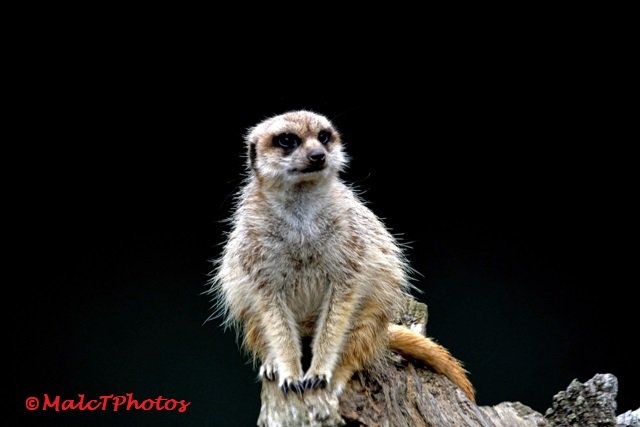 Meerkatphotography Twitter Search Twitter