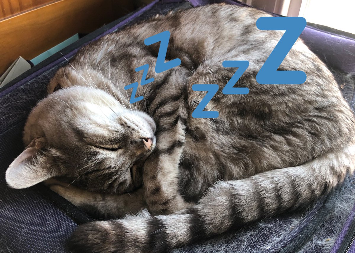 stripeyspotty's tweet photo. @PiandNeko1 There is! Here is mine 😹😹😹 #AlwaysNapping #HairySuitcase ❤️ https://t.co/YhUdb4AXei