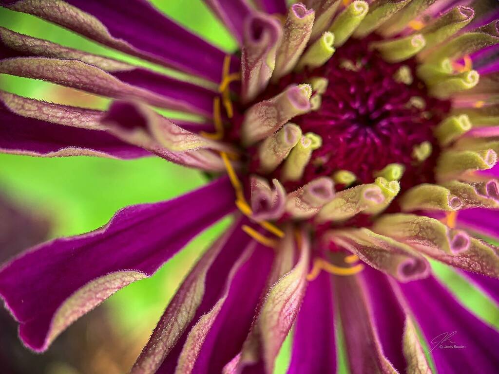 Jimrow's tweet image. Flower as firework. 💥 
.
.
.
#littlethings #macrophotography  #flowersofinstagram #bokeh #gigharborphotographer instagr.am/p/CTIRwLMJH42/