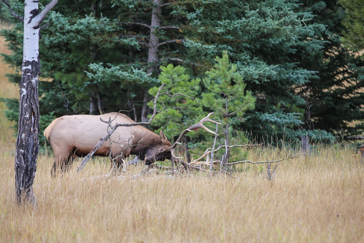 ❗️The elk rutting season has begun. 🦌  
Keep at least 30 m away from all elk and never get between a male and the females. Do not park your vehicle between a male and the females; elk may charge at your vehicle, which may result in damage.