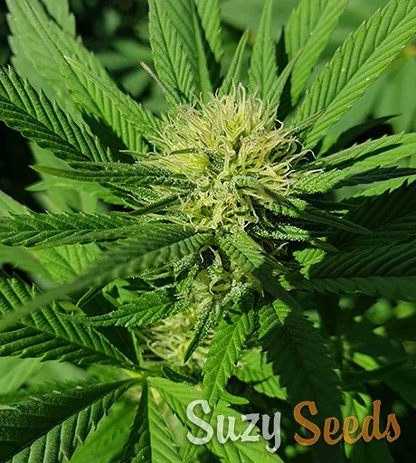 SuzySeeds's tweet photo. There are always #flowers for those who want to see them πΊπΉπ only for fbook algo is some ilicit material π #startgrowingyourown #medicalcannabis #onlystablegenetics #suzysaficionadocollection
#onelove #suzyseeds https://t.co/3TwlKHzXRf