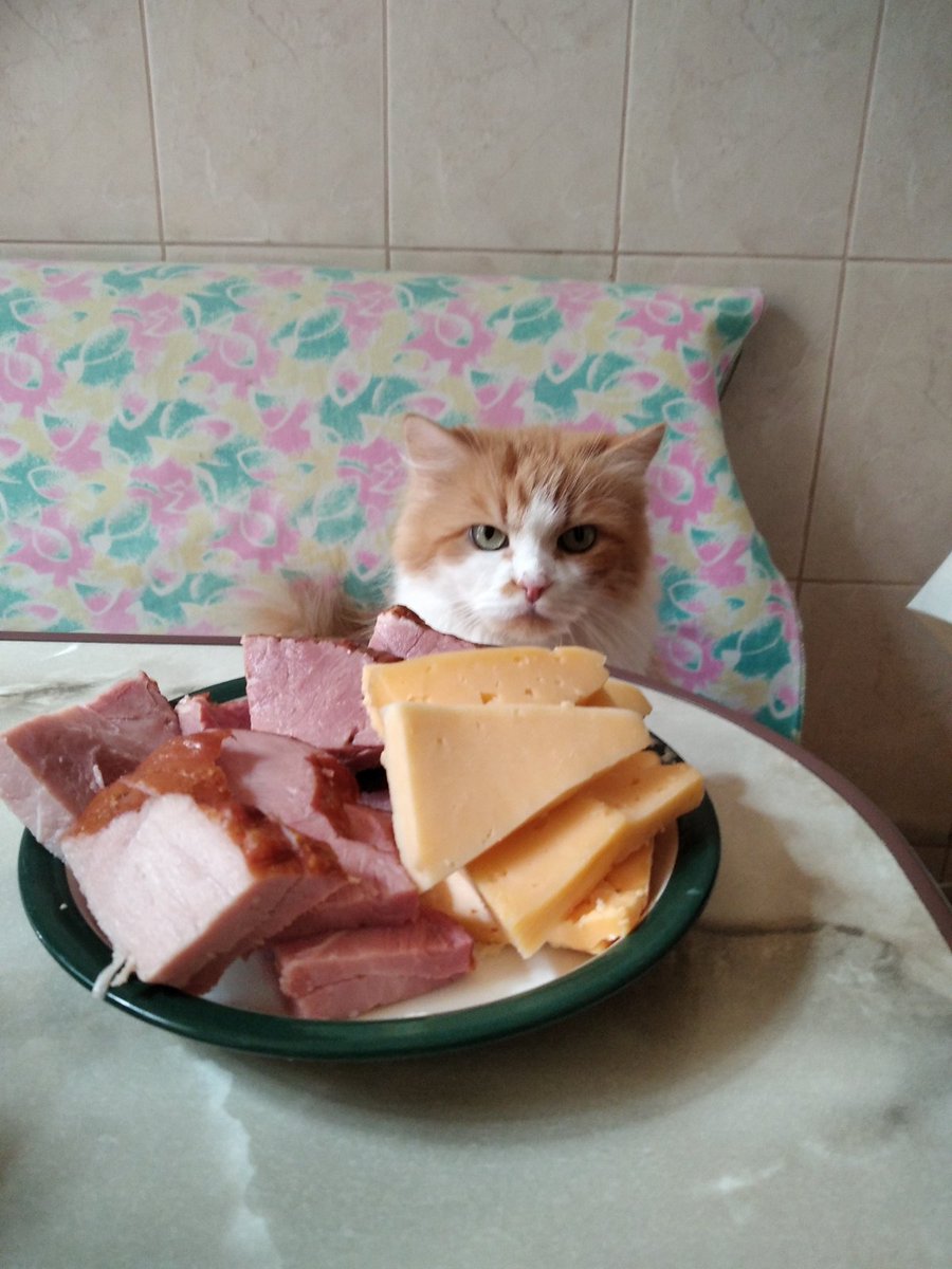 sprt_stanslvski's tweet photo. "I am ready to eat. Don't watch on meaaaw so. " (c) #cat #кот #Caturday #CatsofTwittter #catsofinstagram #catelegram #CatWar #cats https://t.co/BauiYjjxRA