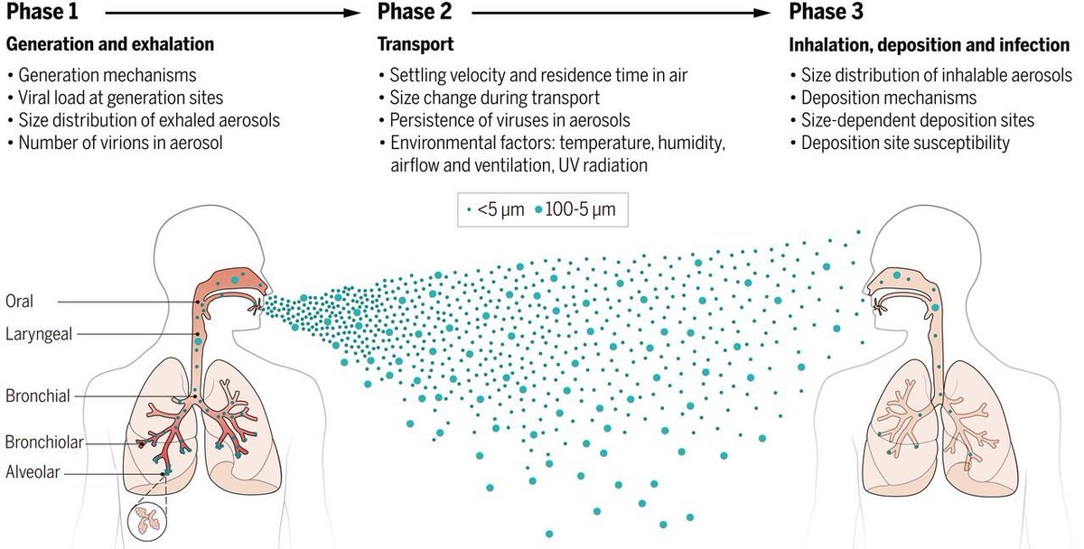 41/ Es hora de cenar aquí. Luego sigo con el hilo, explicando la parte siguiente del artículo en @ScienceMagazine, los procesos detallados que tienen que ocurrir para que se de la transmisión aérea: