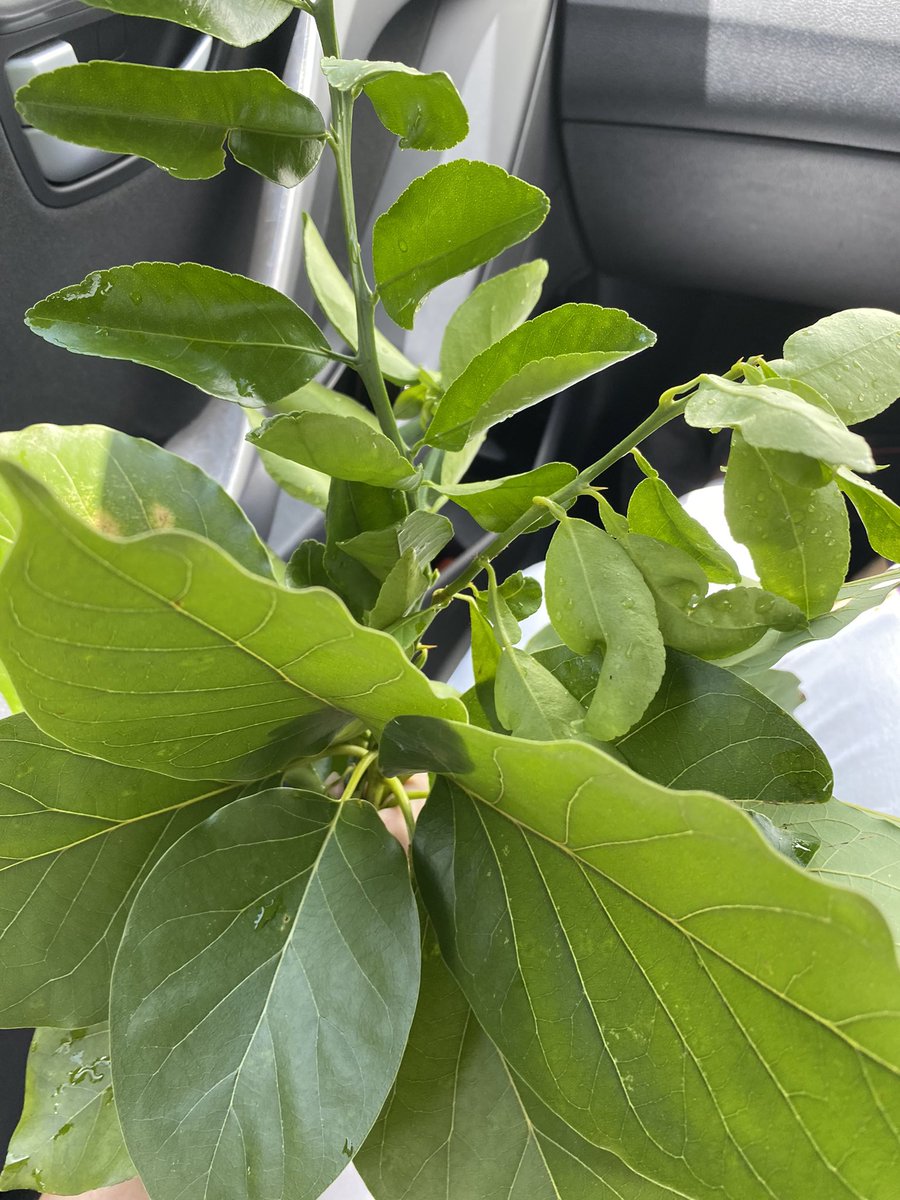 MidwifePati's tweet photo. #bushbath ingredients - a postpartum healing ritual to bathe in herbs and fruits, talk, process, laugh and strategize. #midwife #TrinidadandTobago #postpartum #indigenous #body #healing https://t.co/EQv1ydl5KQ