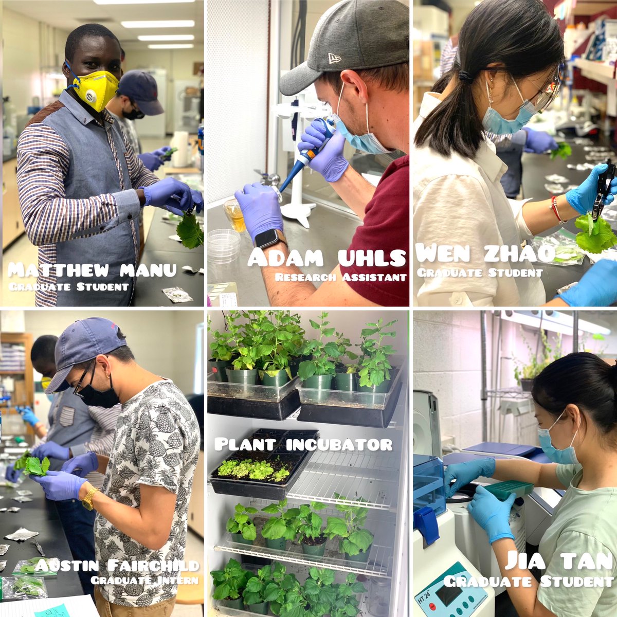 Dr. Qiu’s Gratuate Assistants are processing grape leaves for viral detection in the research lab. 

Dr. Qiu has an infectious passion in research and science; always willing to give book recommendations for any budding scientist!!

#mostateag #msuag #researchlife