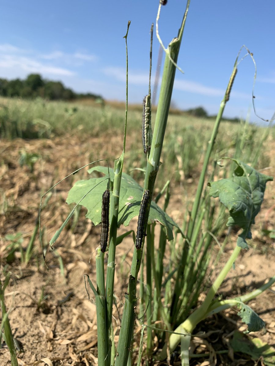 SamTheAgMan's tweet photo. This was a healthy field of oats on Wednesday, now it’s reduced to stubble. The #armyworm invasion of Ohio is real! You couldn’t take a step without squishing 5 of the monsters. Photos from Holmes county https://t.co/8OhZ94nzXW