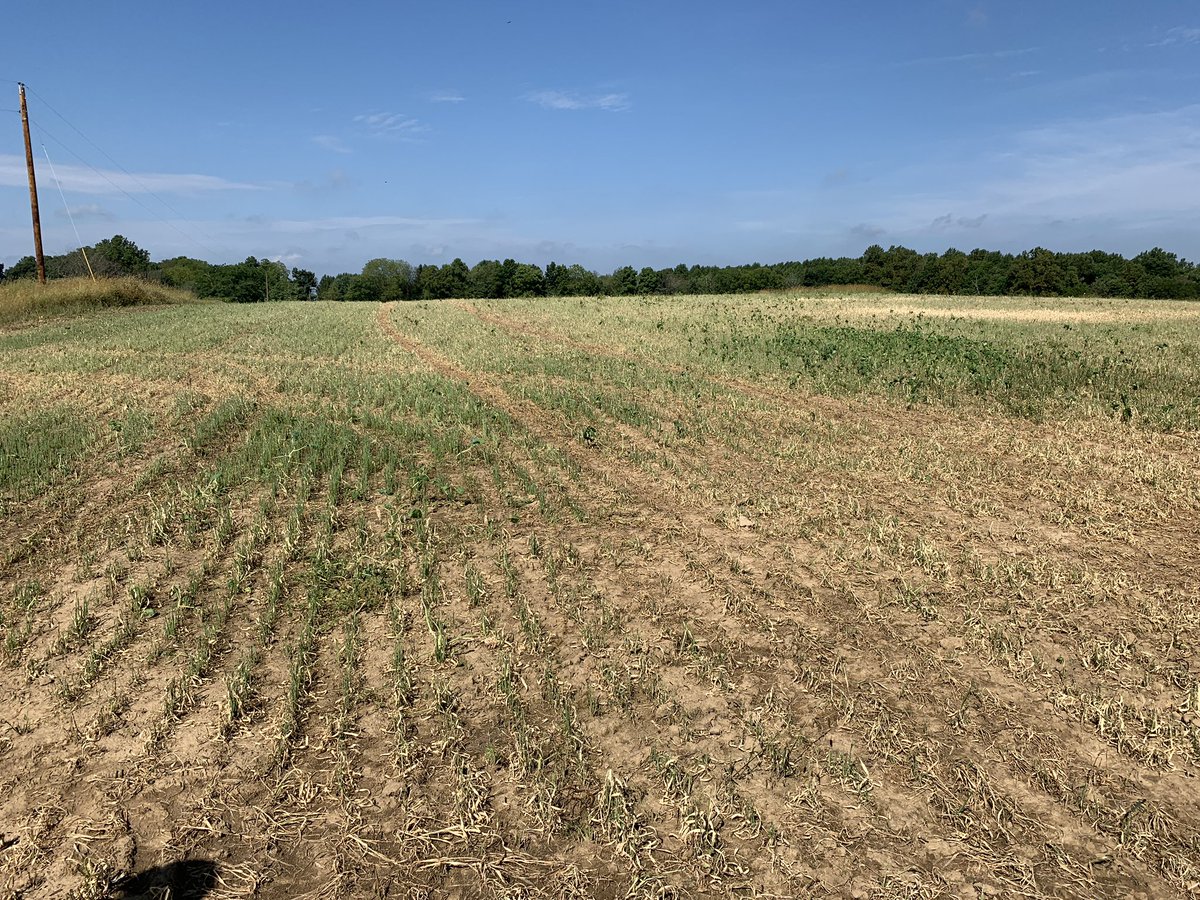 SamTheAgMan's tweet photo. This was a healthy field of oats on Wednesday, now it’s reduced to stubble. The #armyworm invasion of Ohio is real! You couldn’t take a step without squishing 5 of the monsters. Photos from Holmes county https://t.co/8OhZ94nzXW