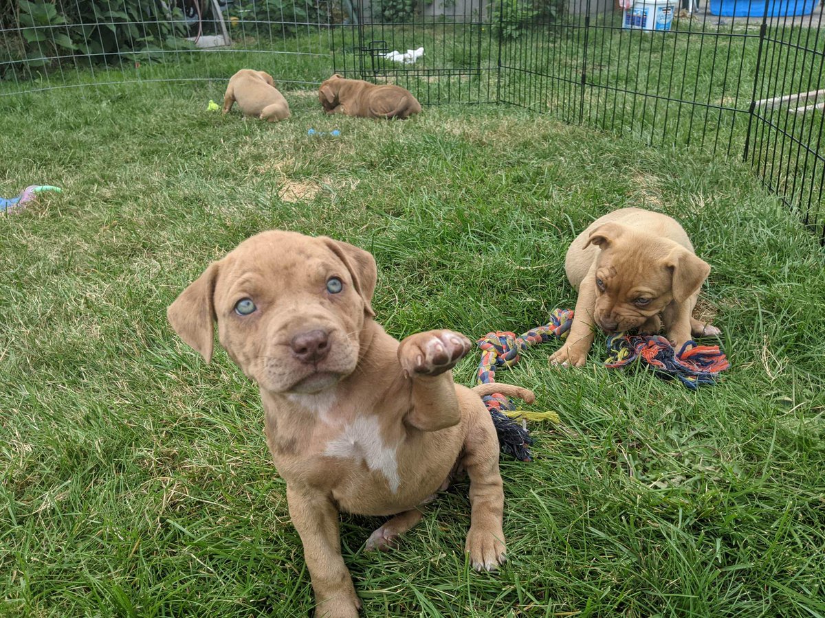 KennelsTnb's tweet image. Our keeper from our XL litter. Her name is Se7en. #tnbkennels #cryptocurrencies #instabully #dogsoftwitter #chinabully #bullypic #bullyworld #bullypuppies  #bulliesallday #bullybreed #bullypup